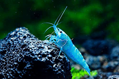 Swimming Creatures™ Freshwater Aquarium Shrimp - A Perfect Combo to Brighten Your Aquarium! (20, Blue Velvet (Jelly))