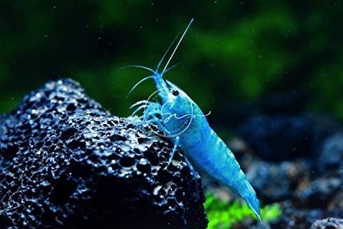 Swimming Creatures™ Freshwater Aquarium Shrimp - A Perfect Combo to Brighten Your Aquarium! (20, Blue Velvet (Jelly))