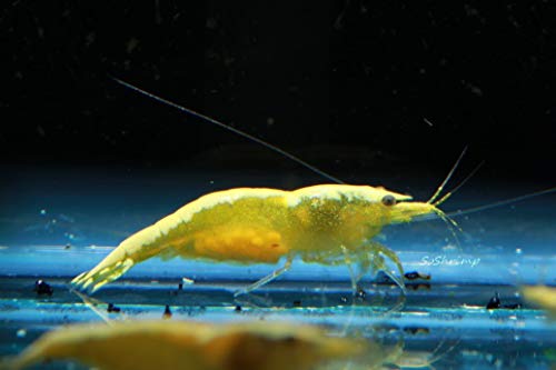 Live Freshwater Aquarium Shrimp - Neocaridina (Neon Yellow, 10 Pack) - color: Neon Yellow
