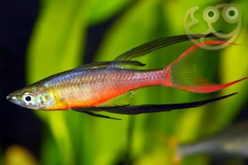 3-Pack Threadfin Rainbowfish 1 Inch Live Freshwater Schooling Fish Peaceful Community Aquarium Species Colorful Tropical Nano Tank Swimmer Active Display Fish for Planted Setups