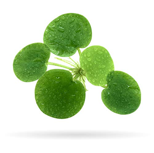 20+ Leaves Amazon Frogbit (+Free Bonus Plant) Live Floating Plant for Aquarium (Limnobium Laevigatum) by Aquarigram - size: Plants Only