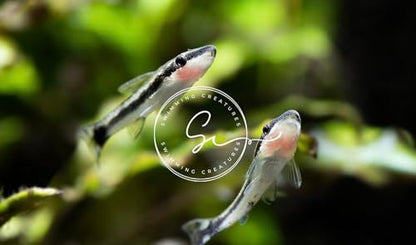 Swimming Creatures 3 Otocinclus Catfish (Otocinclus macrospilus) 2-3cm Freshwater Aquarium Catfish