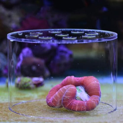 Acrylic Transparent Coral Feeder Cover, Shrimp Device for Aquarium Fish, Safe Coral Environment to Observe Coral Health (150mm)
