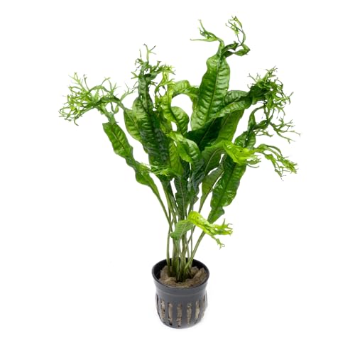 Java Fern Live Aquarium Plants - Potted Freshwater Plant for Fish Tanks - Beginner Friendly, Low Light (Windelov, 1 Pot) - color: Windelov, size: Pot - 1 Count