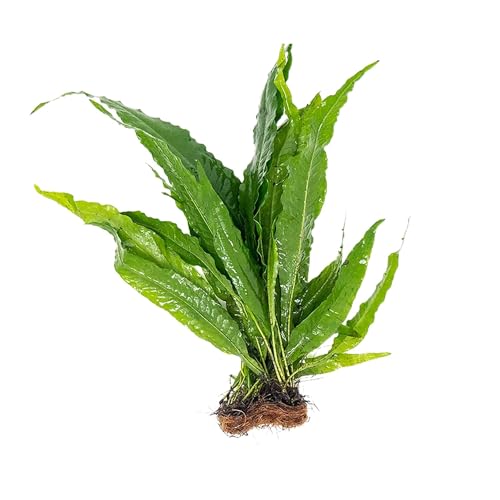 Java Fern Microsorum - Live Aquarium Plant - Freshwater - Low Light