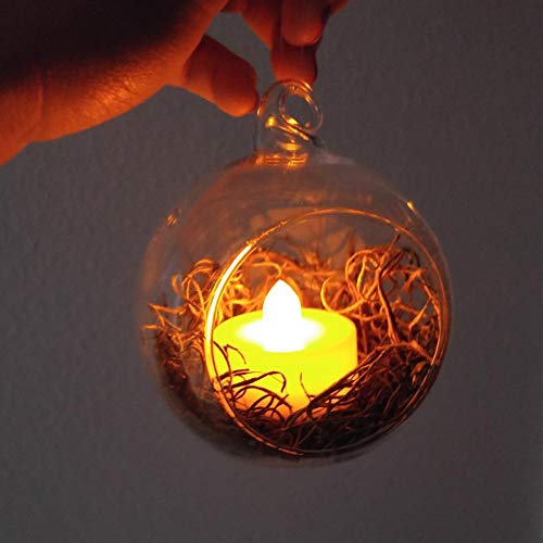 WGV Hanging Terrarium Globe, Width 2.25", Height 2.75", DIY Air Succulent Planter, Clear Glass Vase Orb with Flat Bottom, Candle Holder for Windowsill Outdoor Garden Decor, 6 Pieces Bulk - size: 2" Flat Bottom