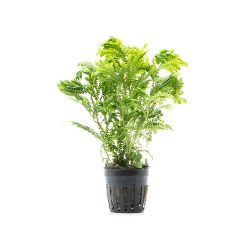 Live Terrarium Plants - Spikey Moss for Terrariums, Paludariums - Easy, Beginner Friendly (Selaginella Wallichi)