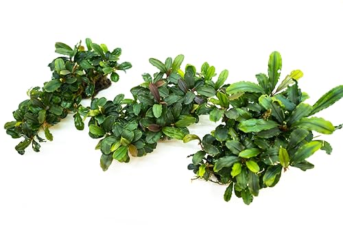Bucephalandra Live Aquarium Plant Collection - Rare Aquatic Plants for Lush Aquarium Scapes, Natural Freshwater Fish Tank Decorations, Ideal Gift for Aquarists (Bucephalandra Pad (10+ Plants))