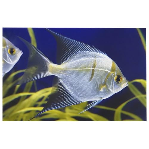 Outdoor Door Mat 15.7" X 23.6" Non-Slip Doormat Aquarium Angelfish Front Door Mats Quick Dry Welcome Mats for Outdoor Indoor Entrance Mat Home Decor Floor Mats for Patio - color: Aquarium Angelfish