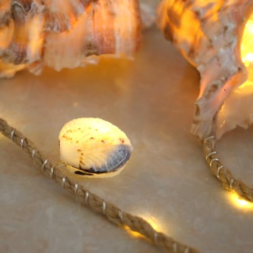 Small Seashells for Crafts, Natural Scallop Shells, Eagle Wing, DIY Assortment, Ocean-Themed Decorations, Fish Tank Plant Gravel, Vase Filler, Wedding and Party Decorations, 220pcs