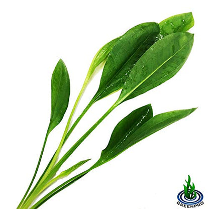 3-Bundles Amazon Sword | Echinodorus Bleheri Live Aquarium Plants Package Aquatic Freshwater Fish Tank Decorations