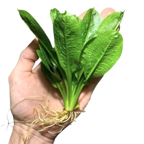 Rosette Sword Echinodorus Parviflorus Live Aquarium Plants Rooted Bundle for Fish Tank Buy 2 Get 1