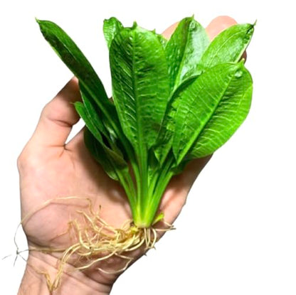 Rosette Sword Echinodorus Parviflorus Live Aquarium Plants Rooted Bundle for Fish Tank Buy 2 Get 1