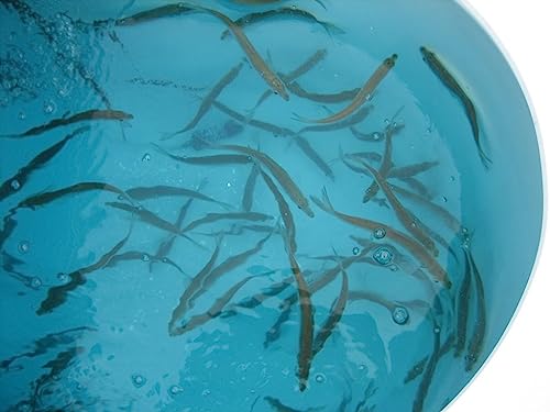 Baitfish Enhancement and Keeping Formula Additive for Minnow Buckets, Livewells and Bait Tanks. Keeps Holding Fish Alive Longer, Healthier, and Improves Performance Levels.