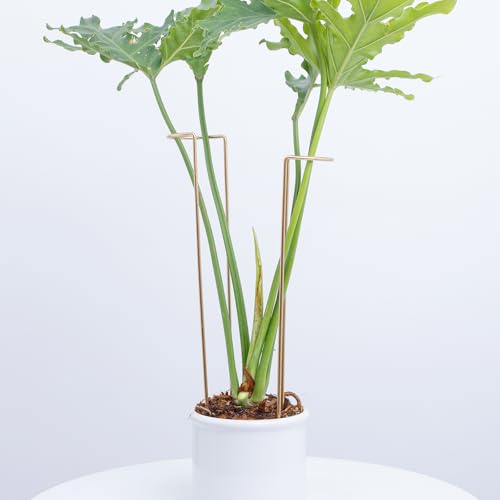 10-Pack Large Indoor Plant Stakes - 15.5-Inch Heavy Duty Metal Supports for Monstera and Outdoor Plants | Ideal for Supporting Tall Plants & Enhancing Garden Displays | - color: Gold, size: 15.5 Inch H
