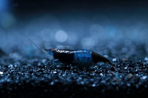Live Freshwater Aquarium Shrimp - Neocaridina (Carbon Rili, 10 Pack) - color: Carbon Rili
