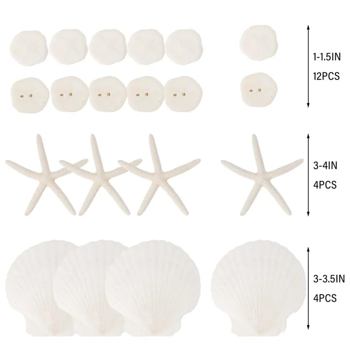 JQAQJU 20PCS Sea Shells for Crafting 3-4", Mini Sand Dollars Starfish Decor for Crafts, Scallop Shells for Cooking, Seashells for Crafts DIY Beach Theme Party Candle Decor Wedding Fish Tank