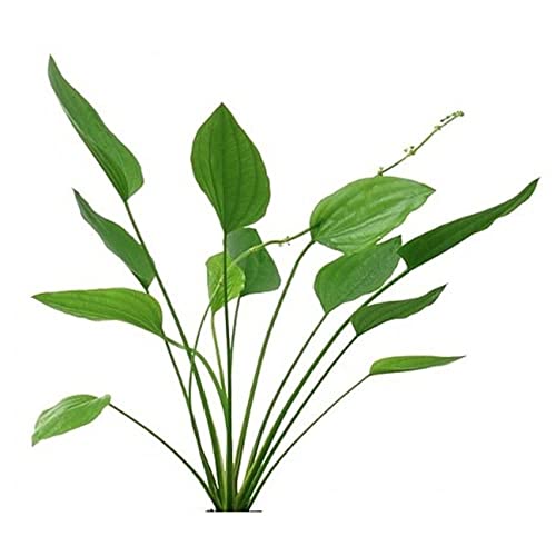 Grandifolius Rangeri Sword Argentinensis Medium Bare Root 4-6 Inches - Live Aquarium Plant - Freshwater