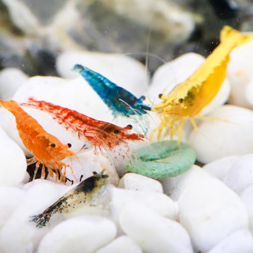 20+ Mixed Neocaridina Shrimp Assortment - Cherry, Fire Red, Blue Velvet & More |Live Freshwater Shrimp for Aquariums[10/20/30 Packs] (20)