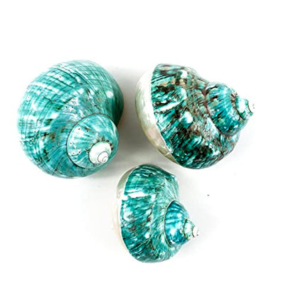 Heyiwell Large Polished Jade Top Turbo Seashells&Hermit Crab Shells3.5~4.5" Inch