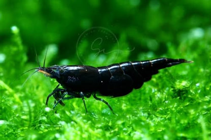 Swimming Creatures™ Freshwater Aquarium Shrimp - A Perfect Combo to Brighten Your Aquarium! (10, Premium Chocolate Black)