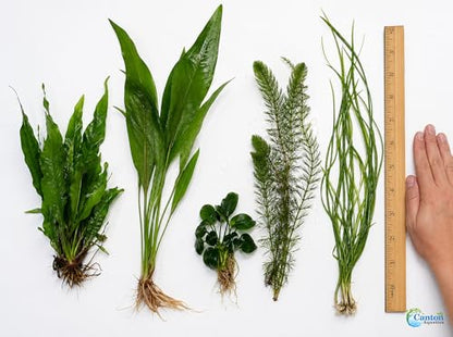 Assorted Mixed Plant Bundle - Live Aquarium Plant - Freshwater - Low | Medium | High Light