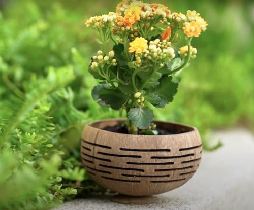 Set of 2 Horizons Coconut Planters w/Drainage Hole- Perfect for Succulents, Flowers, Small Plants, Indoor & Outdoor Gardens- Handcarved by Artisans, Eco-Friendly & Sustainable