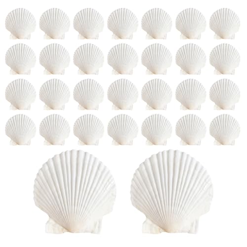 30Pcs Sea Shells, 2''-3'' Natural Scallop Crafts - DIY Beach Seashells Decorating Painting Ocean Themed Party Wedding Shell Bowl Jewelry Holder