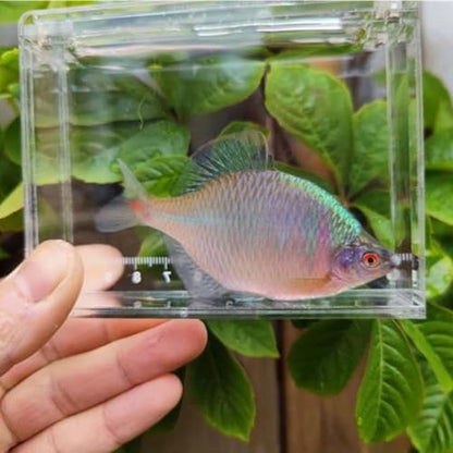 Acrylic for Fishing Photo Tank, L
