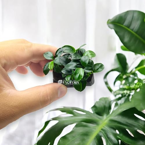 Anubias Petite On Driftwood | Aquarium Plants Factory