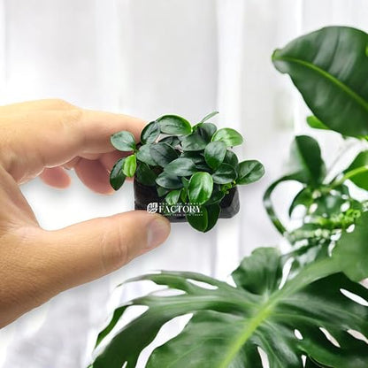 Anubias Petite On Driftwood | Aquarium Plants Factory