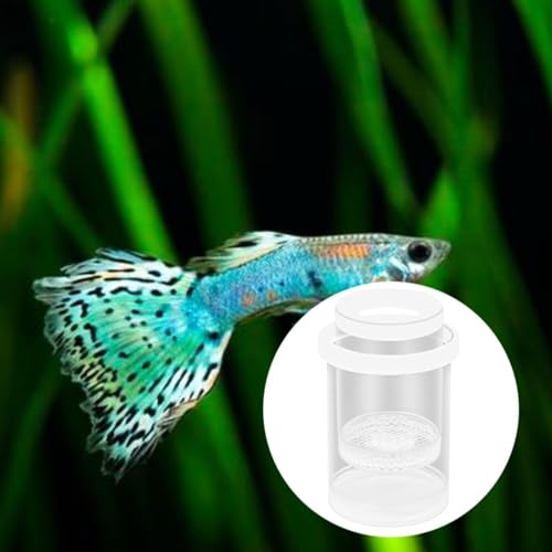 Fish Breeding Box Floating Fish Isolation Container Aquarium Incubator Holder Cylindrical Design Clear Pp Material Suitable for Betta Guppy Clown, White