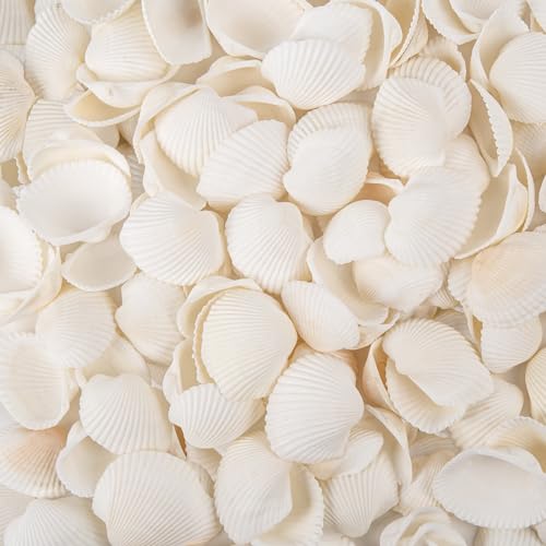 Natural Tiny Sea Shells Small White Clam Shells for Crafts Bulk for Home Decorations, Beach Theme Party, Fish Tank Vase Filler, Bracelet Making Accessories