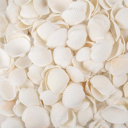 Natural Tiny Sea Shells Small White Clam Shells for Crafts Bulk for Home Decorations, Beach Theme Party, Fish Tank Vase Filler, Bracelet Making Accessories