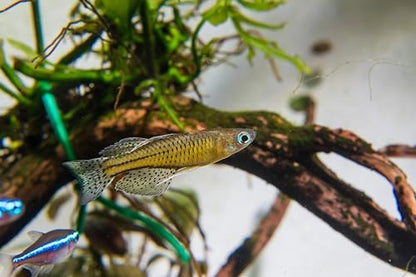 Swimming Creatures™ Freshwater Rainbowfish Live Aquarium Fish (Approx. 3/4"–1") (6 Spotted Blue-Eye Rainbowfish)