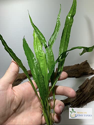 Live Aquarium Plant Variety Pack Amazon Sword Java Moss Anacharis Ludwigia Java Fern and More