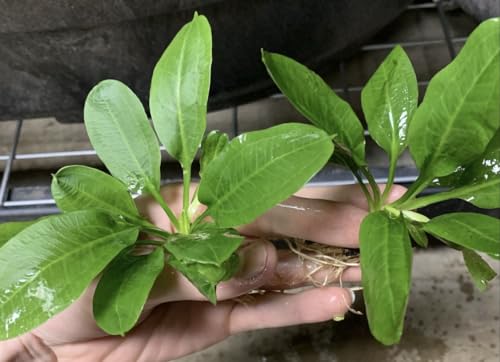 Rosette Sword Echinodorus Parviflorus Live Aquarium Plants Rooted Bundle for Fish Tank Buy 2 Get 1