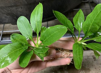 Rosette Sword Echinodorus Parviflorus Live Aquarium Plants Rooted Bundle for Fish Tank Buy 2 Get 1