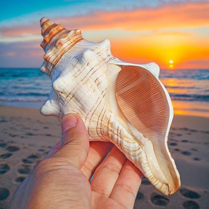 2PCS Conch Shells Large Natural Seashells | for Fish Tank, Beach Theme Party, Wedding Decor & Home Decoration | Coastal Decor for Aquarium, Crafting, Nautical Accents