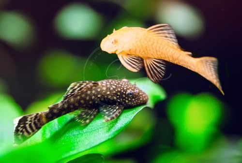 Swimming Creatures 1 Snowflake Pleco Shortfin (3cm+) & 1 Albino Albino Pleco Shortfin (3cm+) Freshwater Aquarium Fish Live Arrival Guarantee (Pack of 2 Fish)