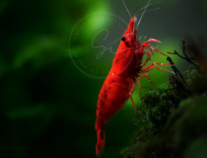 Swimming Creatures™ 10 Fire Red Premium High-Grade Neocaridina Freshwater Aquarium Shrimp Live