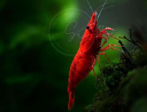 Swimming Creatures™ 10 Fire Red Premium High-Grade Neocaridina Freshwater Aquarium Shrimp Live