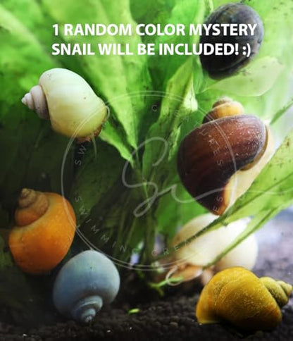Swimming Creatures™ Freshwater Aquarium Shrimp - A Perfect Combo to Brighten Your Aquarium! (10 Premium Mix + 3 Mystery Snail)