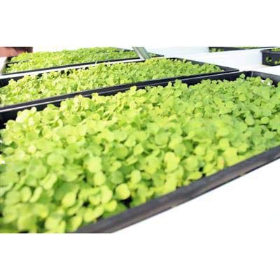 100 PK- 1020 Plant Trays, NO Holes, Heavy Duty