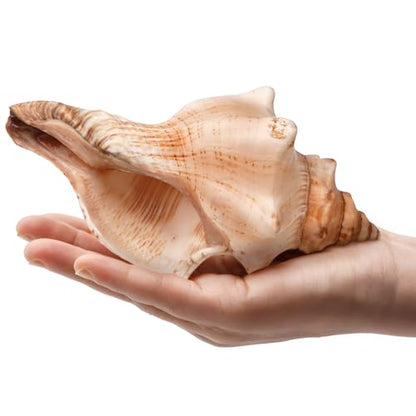 Giant Natural Conch Shell, Striped Fox Conch Seashell 6-7 inches, Large Sea Shell for Vase Filler, Air Plants, Wedding Decor Beach Theme Party