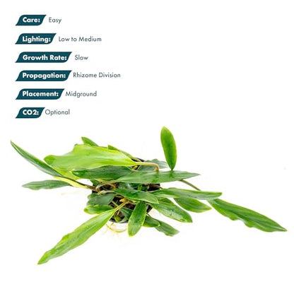 Live Plants – Sekadau South Homalomena (Homalomena sp.) – Low to Medium Light, Deep Green Accent Semi-Aquatic Plant, Midground Aquarium Placement, Rhizome Growth - Pot, 3 Pack