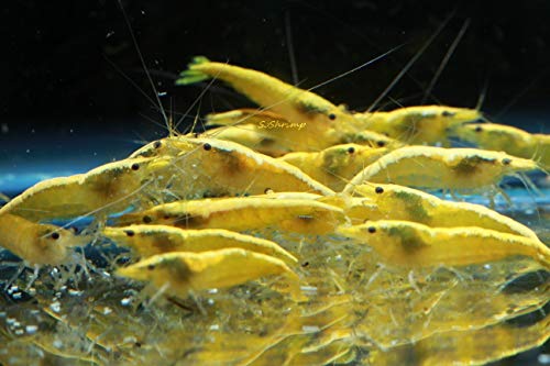 Live Freshwater Aquarium Shrimp - Neocaridina (Neon Yellow, 10 Pack) - color: Neon Yellow