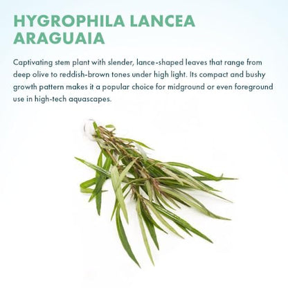 Live Plant - Hygrophila 'Araguaia' (Hygrophila lancea) - Moderate Care, High Light, Reddish-Brown Accent, Freshwater Aquatic Plant for Aquascaping - Lead Bunch