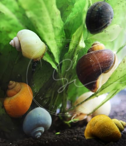 Swimming Creature™ Premium High-Grade Neocaridina Shrimps with Assorted Mystery Snails, Freshwater Aquarium (10 Mixed Shrimps 3 Snails)