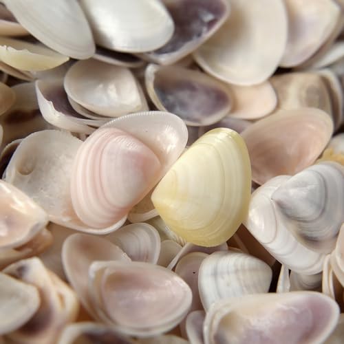 Small Seashells for Crafts, Natural Mini Shells, Colorful Tiny Clam Shells for Vase Fillers, Succulent Rock Bonsai Terrarium Fish Tank, DIY Craft, Reptile Amphibians Decoration 1lb